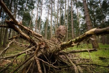 FOREST - Kozalaklı ormandaki bir ağacın kökü ve gövdesi
