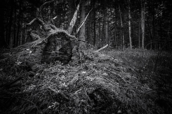 Forêt Racine Tronc Arbre Dans Une Forêt Conifères — Photo