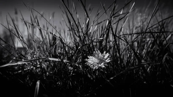 Sonchus Подсолнечный Цветок Лужайке — стоковое фото