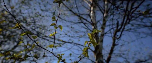 사다새 자작나무 — 스톡 사진
