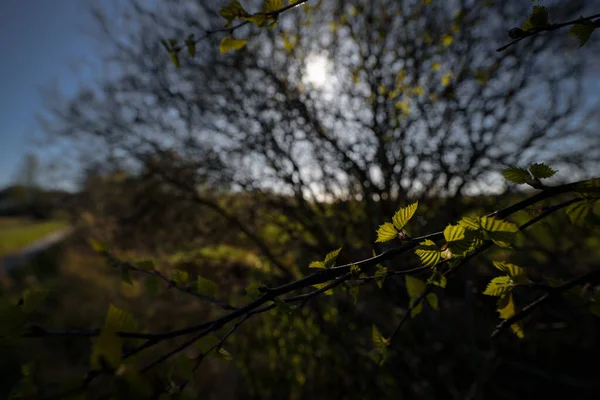 Seasons 年轻的桦树在阳光普照的春光下生长 — 图库照片