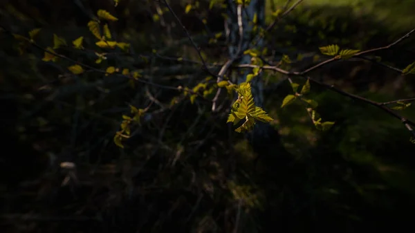 사다새 자작나무 — 스톡 사진
