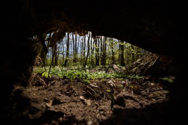 Parkta Mevsimler - Güneş ışığında Bahar Çiçekleri