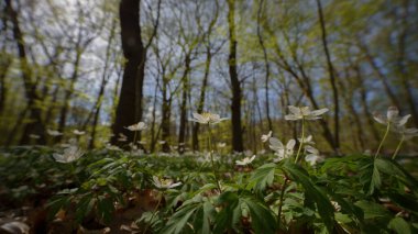 Parkta Mevsimler - Güneş ışığında Bahar Çiçekleri