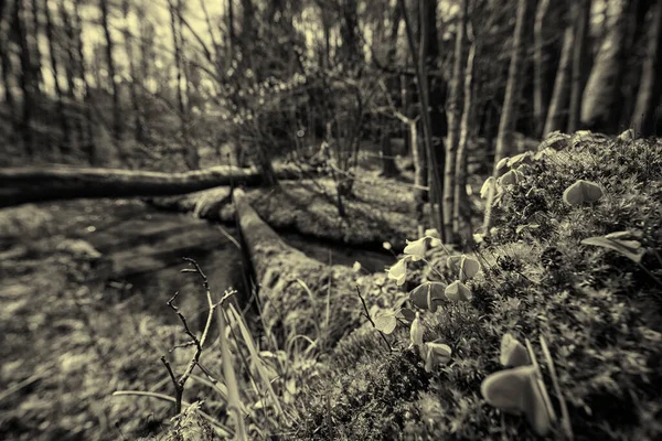 Printemps Principal Ruisseau Qui Coule Travers Une Forêt Sauvage Nature — Photo