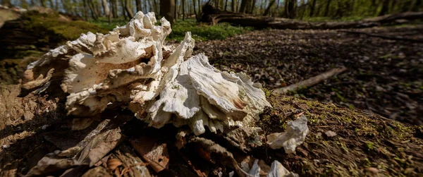 stock image SEASONS IN THE PARK - Dried old polypore on a stump