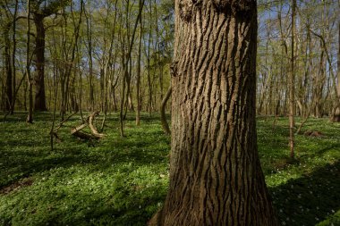 Park 'ta Mevsimler - Bahar çiçeklerinde ağaçlar Gün ışığında