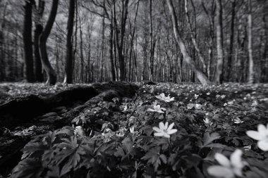 Parkta Mevsimler - Güneş ışığında Bahar Çiçekleri