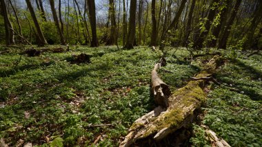 Parkta nadiren ilkbahar - ağaçlar, bitkiler ve güneş ışınlarında yosunlu eski bir kütük