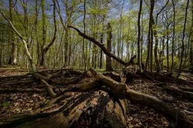 Parkta çok az ilkbahar - Ağaçlar, güneş ışınlarındaki bitkiler