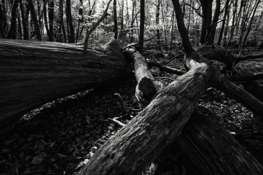 Parkta çok az ilkbahar - Ağaçlar, güneş ışınlarındaki bitkiler
