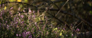 Güz bitkileri ışıldayan sabah çiğ tanelerinde