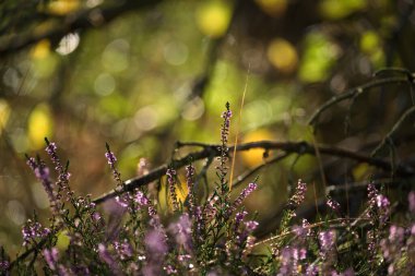 Güz bitkileri ışıldayan sabah çiğ tanelerinde