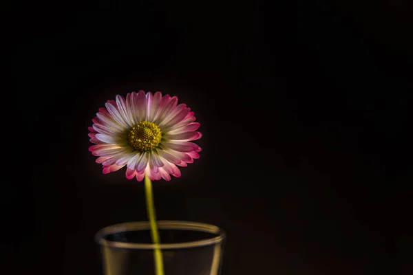 Flores Diários Uma Bela Planta Fundo Preto — Fotografia de Stock