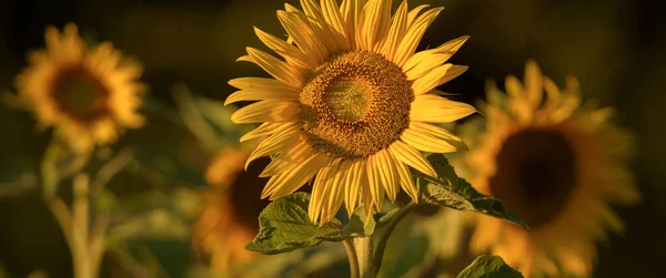 Sunflowers Beautifully Blooming Plant Rays Sun — Foto Stock