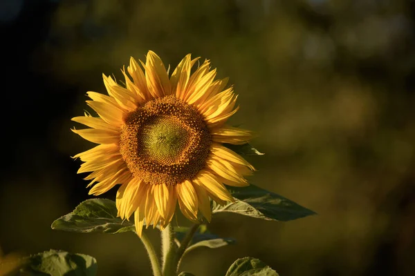 Sunflowers Beautiful Blooming Plant Rays Sun — стоковое фото