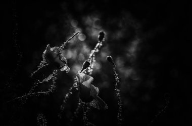 Yazın Meadow Rüzgarda açan kırmızı gelincikler