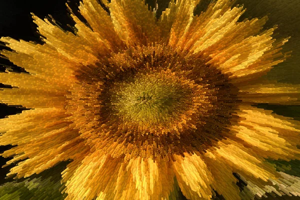 Sunflowers Planta Lindamente Florescente Nos Raios Sol — Fotografia de Stock