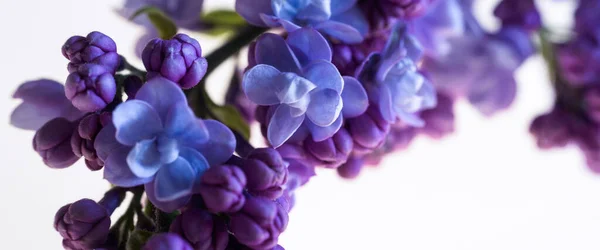 stock image LILAC - Spring twig with bush flowers