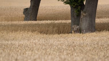 FARMLAND - Grain in the field ready for harvest
