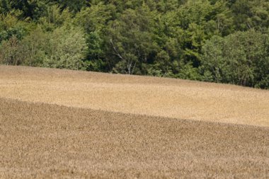 FARMLAND - Grain in the field ready for harvest
