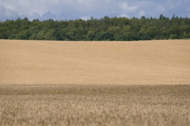 FARMLAND - Grain in the field ready for harvest