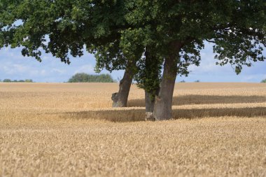 FARMLAND - Grain in the field ready for harvest
