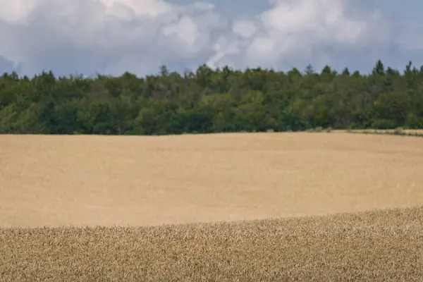 Farmland Grain Field Ready Harvest — Stockfoto
