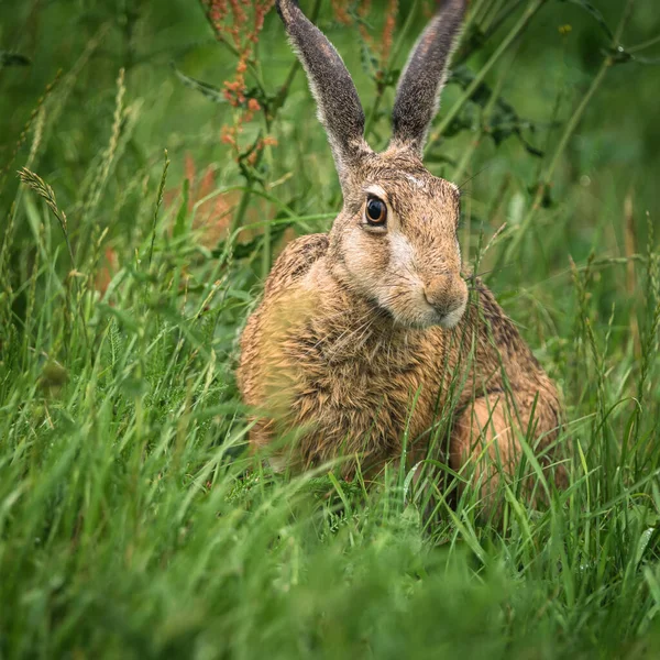 Hare Милий Ссавець Траві — стокове фото