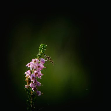MOSQUITO - Bir böcek çiçek açan bir fundanın üzerinde oturur