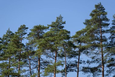Çam Ormanı - Mavi gökyüzüne karşı kozalaklı ağaçların tacı