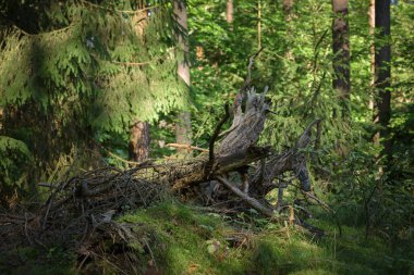 BÜYÜK YÖNETMENİ - Açıklıktaki yaşlı bir ağacın kuru kökü 