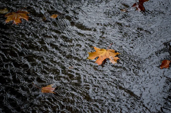 Herbst Vergilbte Ahornblätter Fließen Fluss — Stockfoto