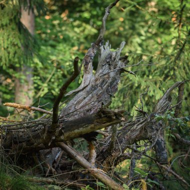 BÜYÜK YÖNETMENİ - Açıklıktaki yaşlı bir ağacın kuru kökü
