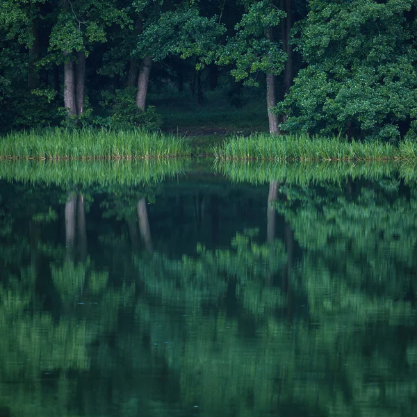 Landscape Lake Mirror Reflection Water Deciduous Forest Growing Shore — Stock Photo, Image