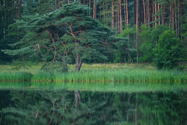 Göl kenarındaki LANDSCAPE - Kozalaklı bir ormanın suyunda ayna yansıması ve kıyıda büyüyen bir çam ağacı