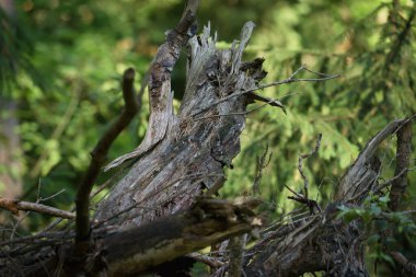 BÜYÜK YÖNETMENİ - Açıklıktaki yaşlı bir ağacın kuru kökü 