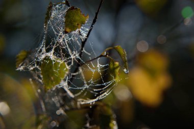 KUŞ LEAF - Örümcek ağında altın sonbahar Sabah çiğ damlalarında