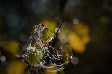 KUŞ LEAF - Örümcek ağında altın sonbahar Sabah çiğ damlalarında