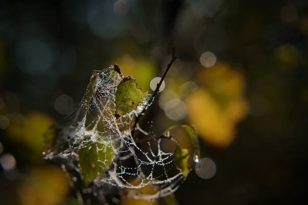 Kuş Leaf Örümcek Ağında Altın Sonbahar Sabah Çiğ Damlalarında — Stok fotoğraf