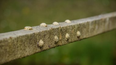STRUCTURAL ELEMENT - Çelik yapıyı birbirine bağlayan perçin