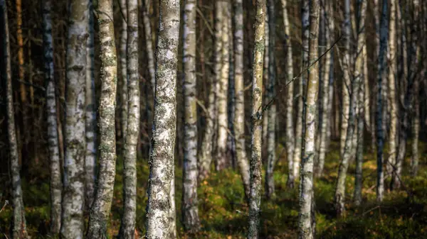 KUŞ ORUŞTU - Sonbaharda doğa manzarası