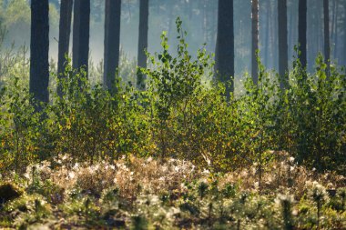 FOREST - Sabah sisinde küçük huş ağaçları ve çam ağaçları