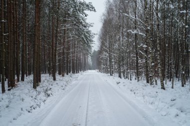 KışKışSaldırısı - Ağaçlarda ve orman yolunda kar yağışıweather forecast