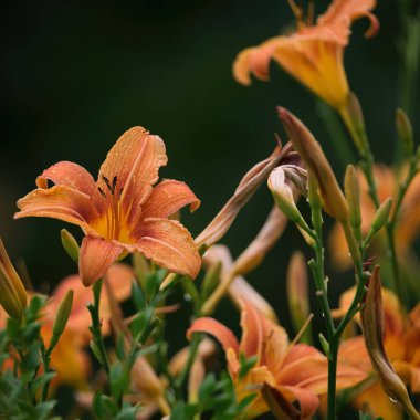 IRISIES - Çiçekli bahçe