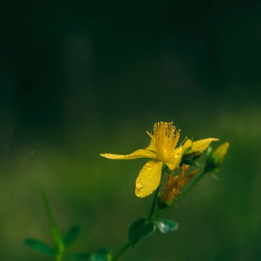 Aziz JONS Wort - Güneşli bir çayırda çiçek açan otlar