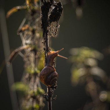 SNAIL - Çayır bitkilerinde küçük bir hayvan