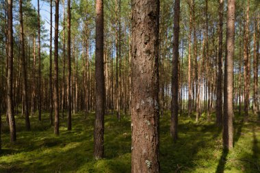 FOREST - Güneş ışığındaki çam manzarası