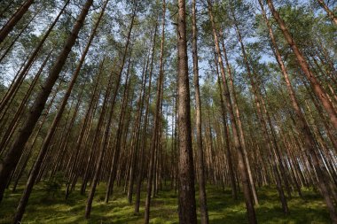 FOREST - Güneş ışığındaki çam manzarası