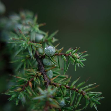AUTUMN FOREST - Sabah çiğ damlalarında yeşil bir ardıç çalısı
